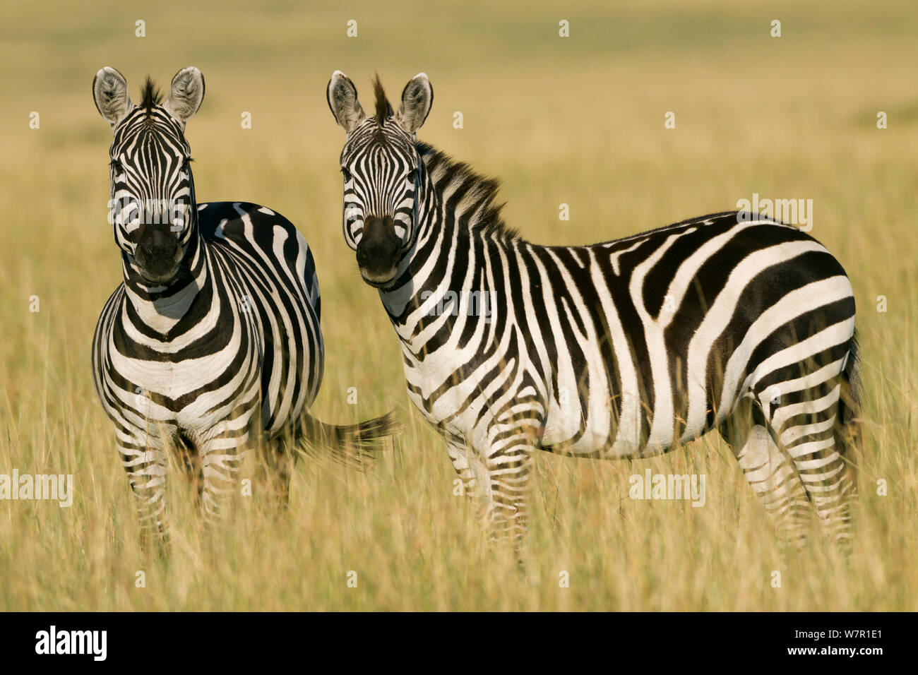Grant's zebra (Equus burchelli boehmi) males, Masai-Mara Game Reserve Stock Photo