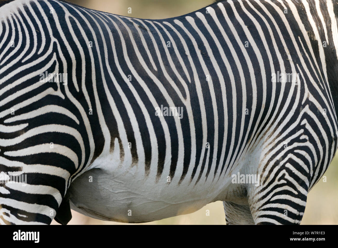 Grevy's zebra (Equus grevyi) Samburu game reserve, Kenya Stock Photo