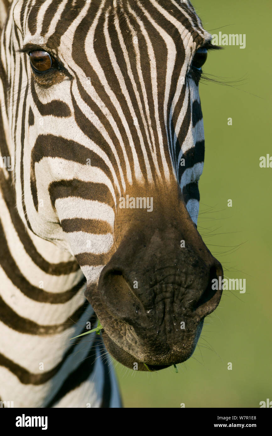 Grant's zebra (Equus burchelli boehmi) Masai-Mara Game Reserve, Kenya Stock Photo