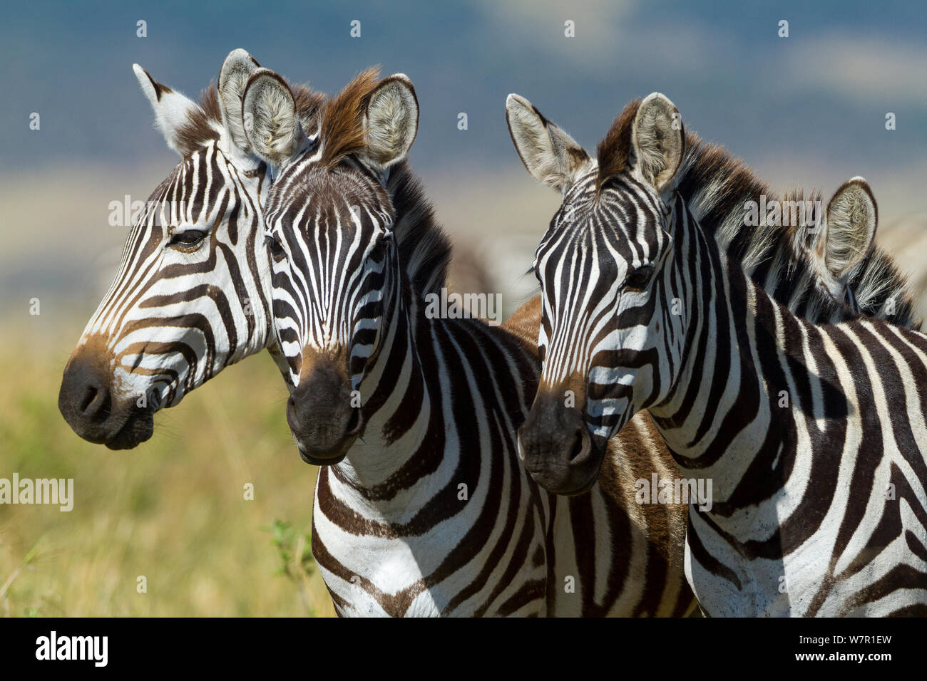 Grant's zebra (Equus burchelli boehmi) Masai-Mara Game Reserve, Kenya Stock Photo