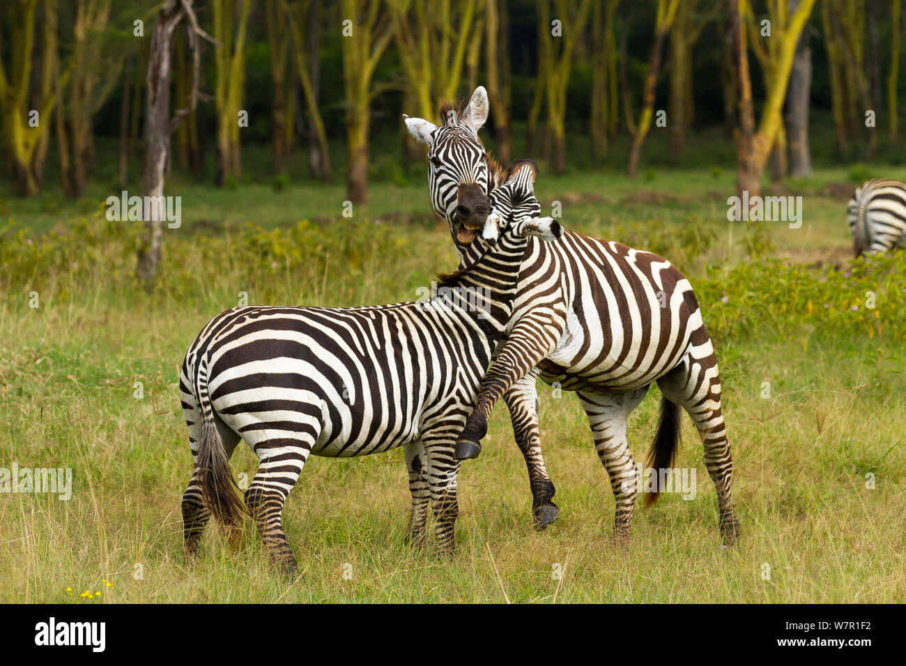 Grant's zebra (Equus burchelli boehmi) males fighting, Nakuru National Park, Kenya Stock Photo