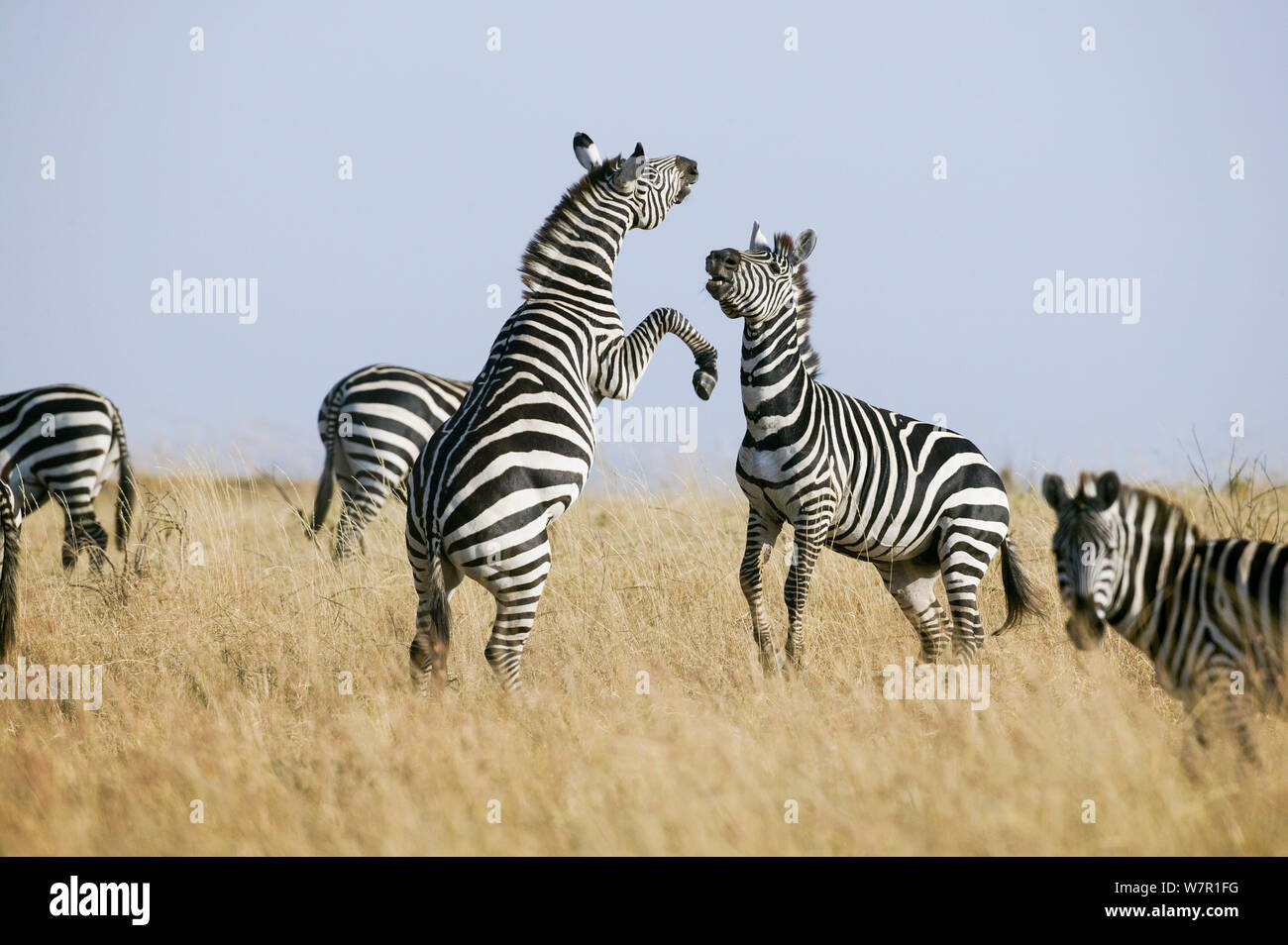 Stock photo of Grant's zebra (Equus burchelli boehmi) male kicking out with  back hind…. Available for sale on
