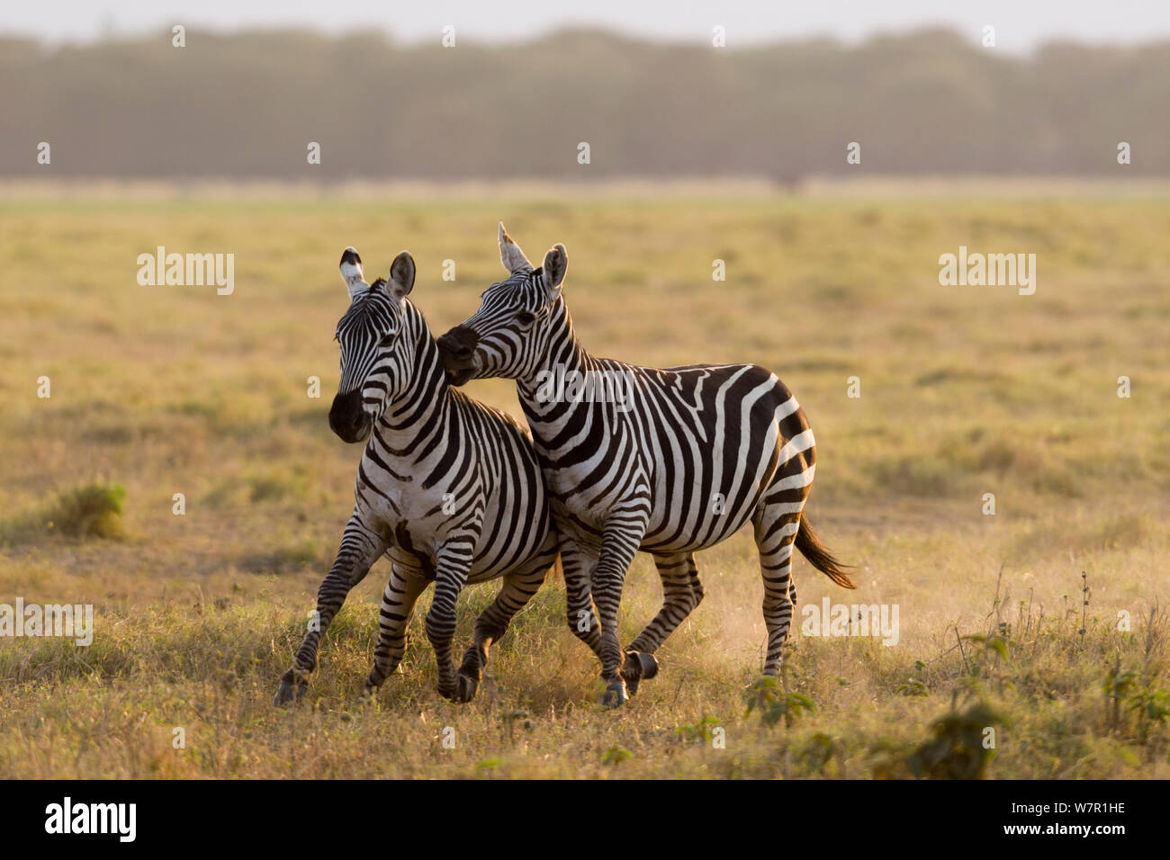 Grant's zebra (Equus burchelli boehmi) males fighting, Amboseli national park, Kenya Stock Photo