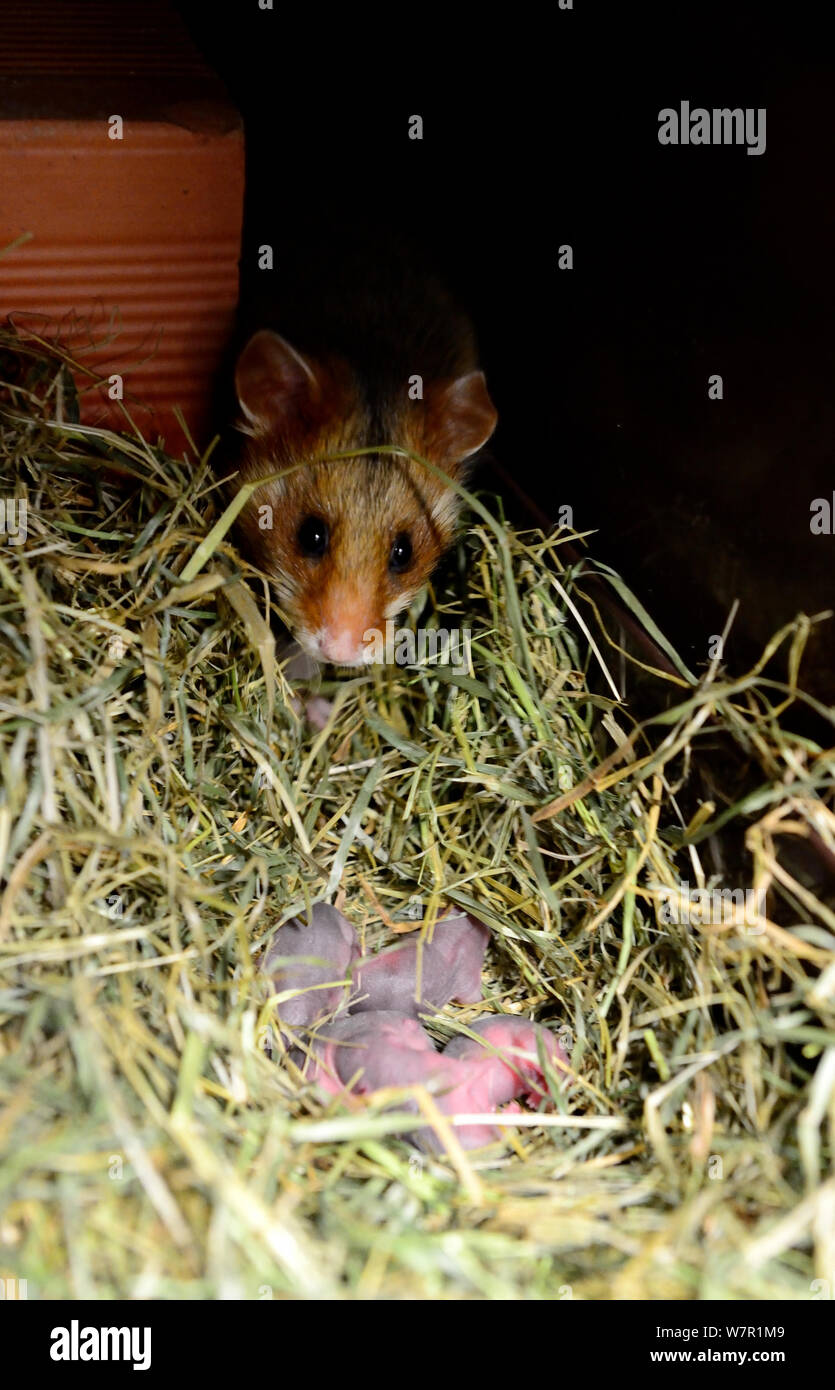 Female common hamster (Cricetus cricetus) with her newborn babies, age 2 days, Alsace, France, captive Stock Photo