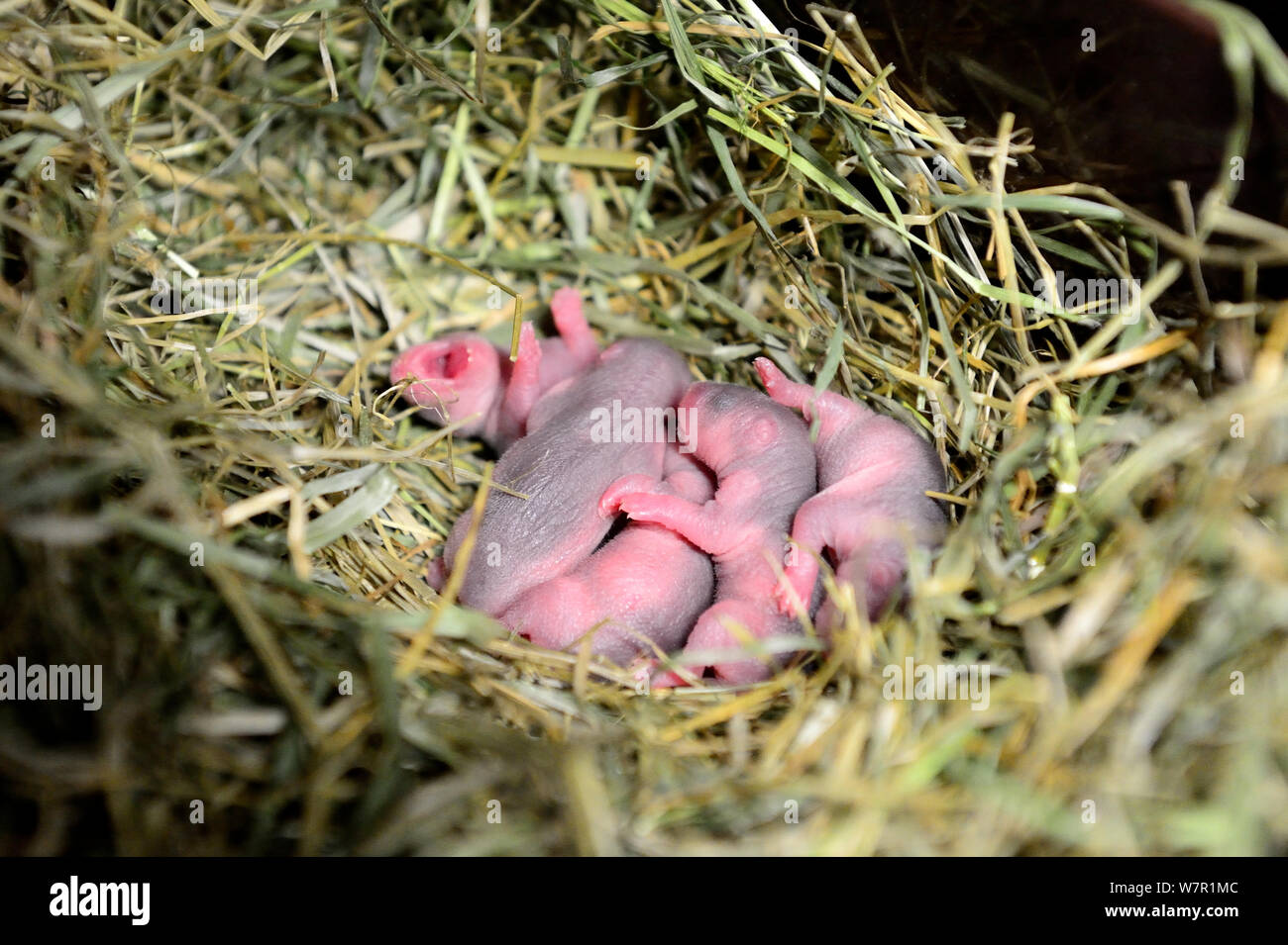 Newborn common hamster babies (Cricetus cricetus) age 2 days, Alsace, France, captive Stock Photo