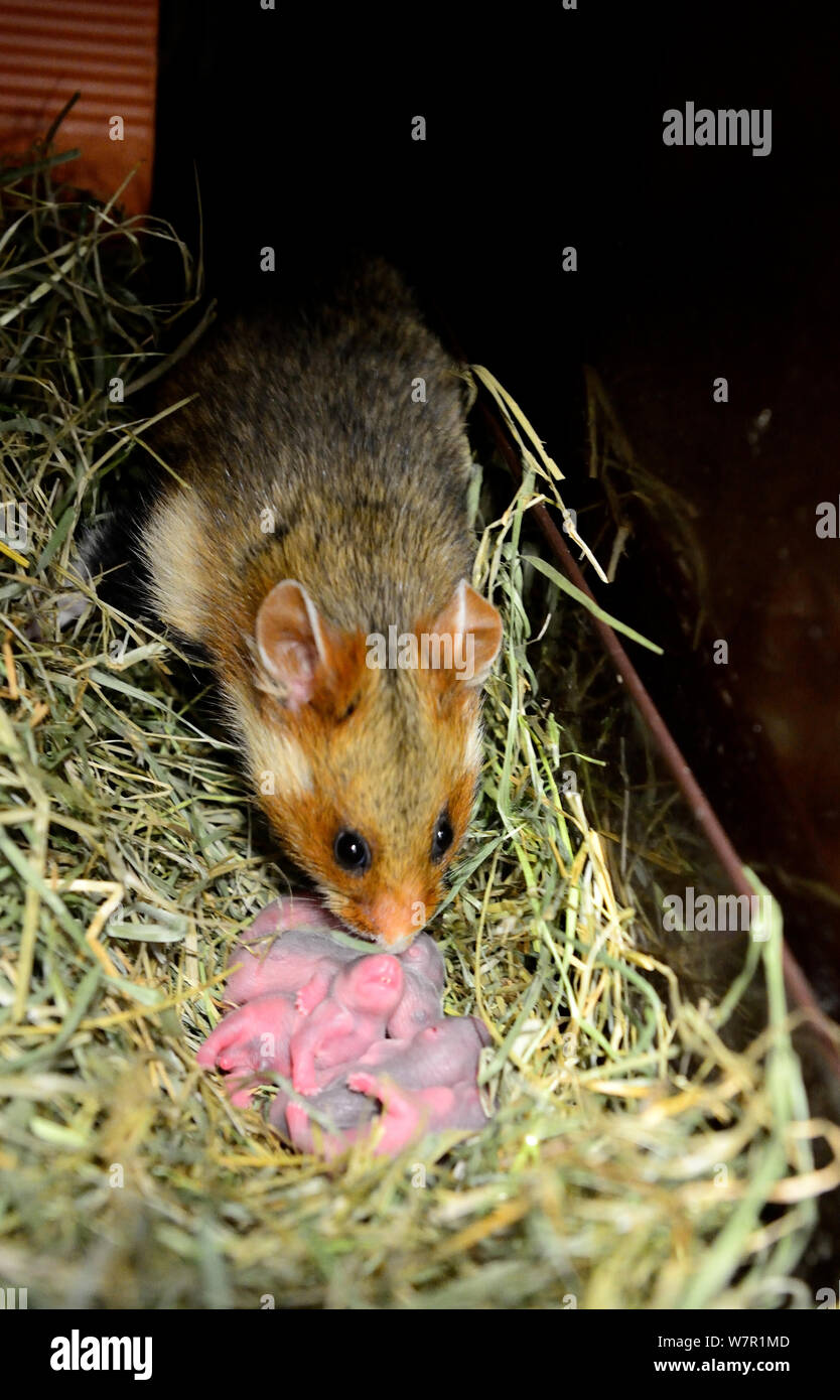 Female common hamster (Cricetus cricetus) with her newborn babies, age 2 days, Alsace, France, captive Stock Photo