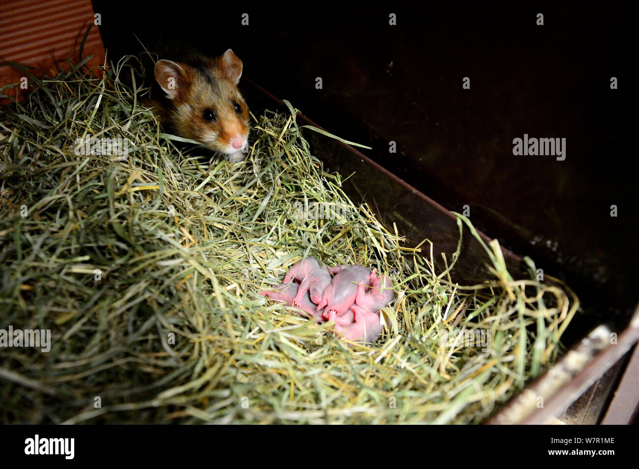 Female common hamster (Cricetus cricetus) with her newborn babies, age 2 days, Alsace, France, captive Stock Photo