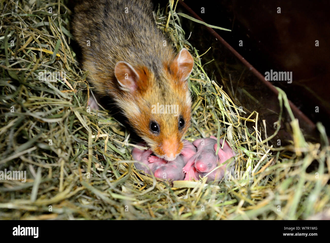 Female common hamster (Cricetus cricetus) with her newborn babies, age 2 days, Alsace, France, captive Stock Photo