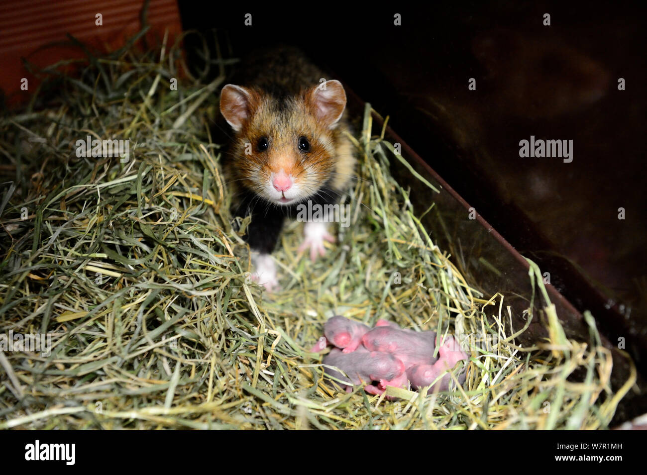 Female common hamster (Cricetus cricetus) with her newborn babies, age 2 days, Alsace, France, captive Stock Photo