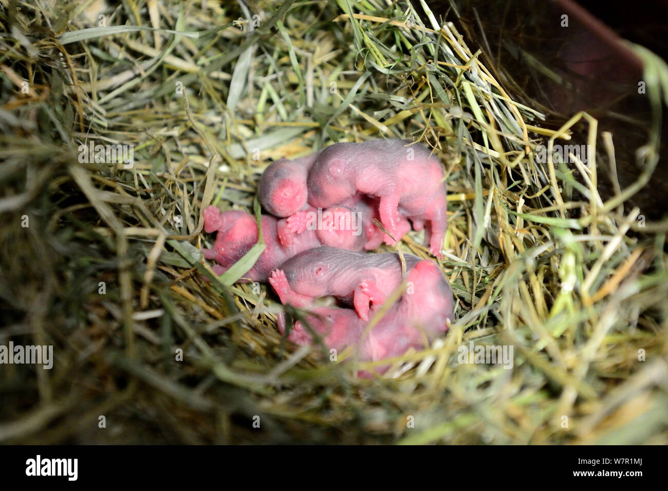 Newborn common hamster babies (Cricetus cricetus) age 2 days, Alsace, France, captive Stock Photo