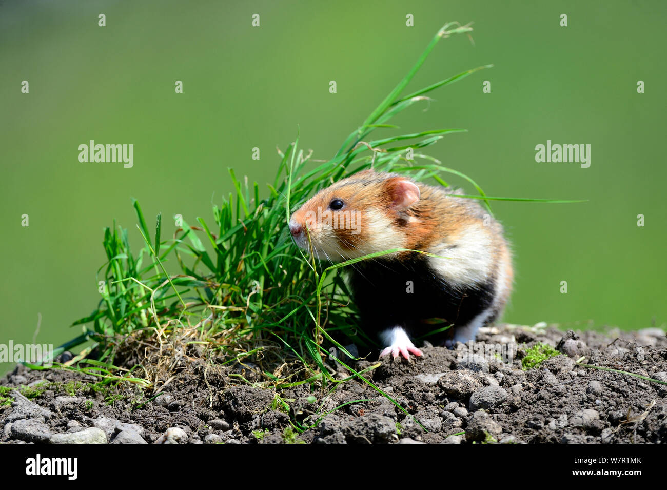 Common hamster (Cricetus cricetus) Alsace, France, captive Stock Photo