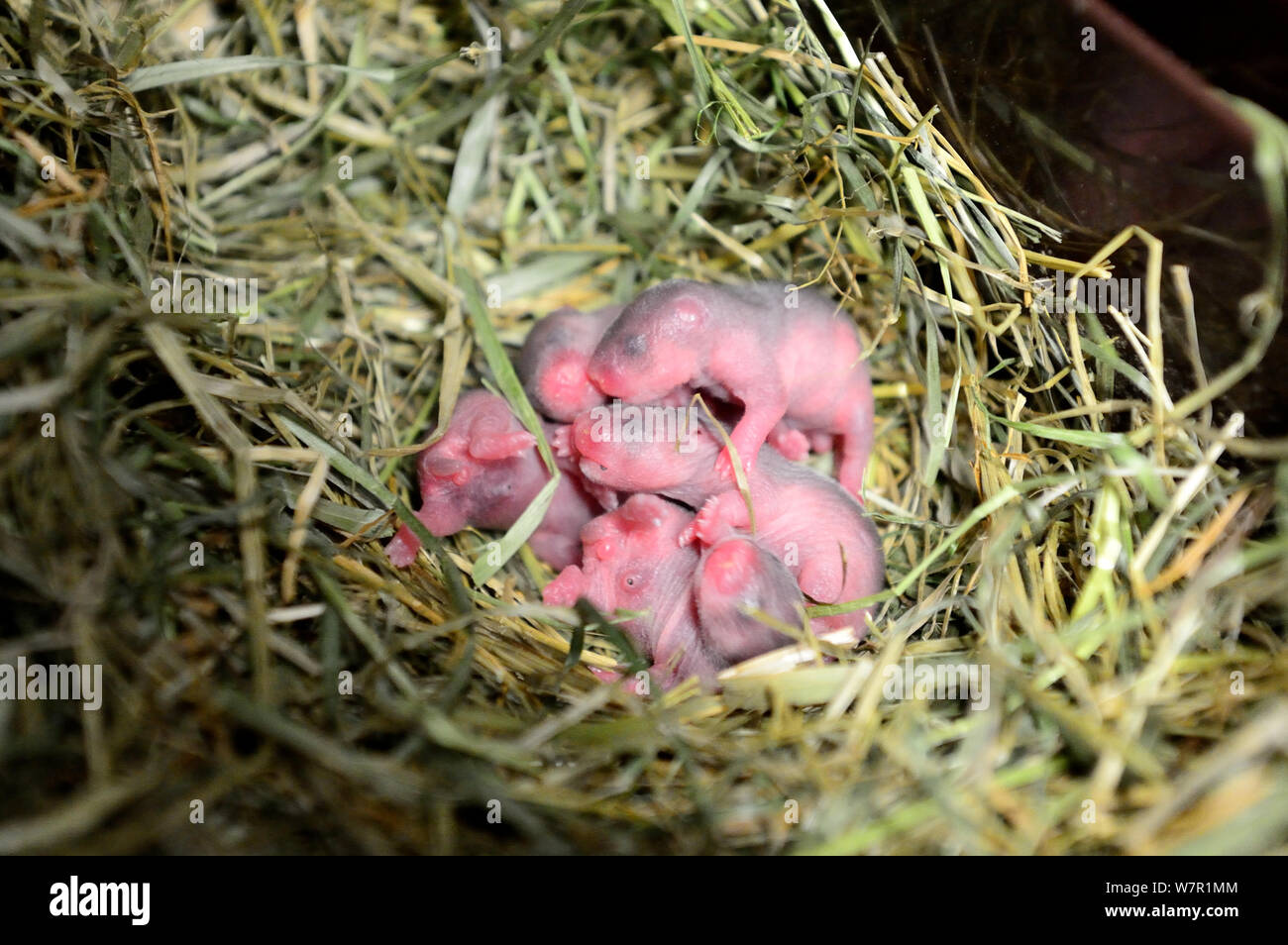 Newborn common hamster babies (Cricetus cricetus) age 2 days, Alsace, France, captive Stock Photo