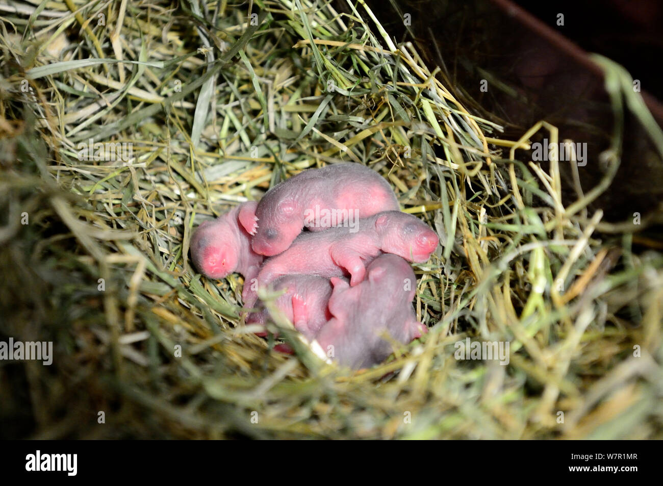 Newborn common hamster babies (Cricetus cricetus) age 2 days, Alsace, France, captive Stock Photo