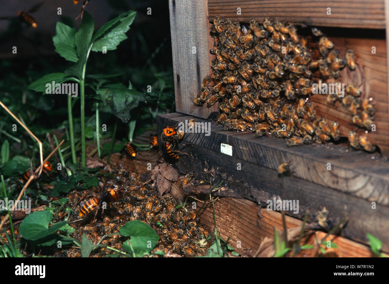 Japanese giant hornets (Vespa mandarinia) attacking honey bees,  Ina Nagano Province, Japan, March Stock Photo