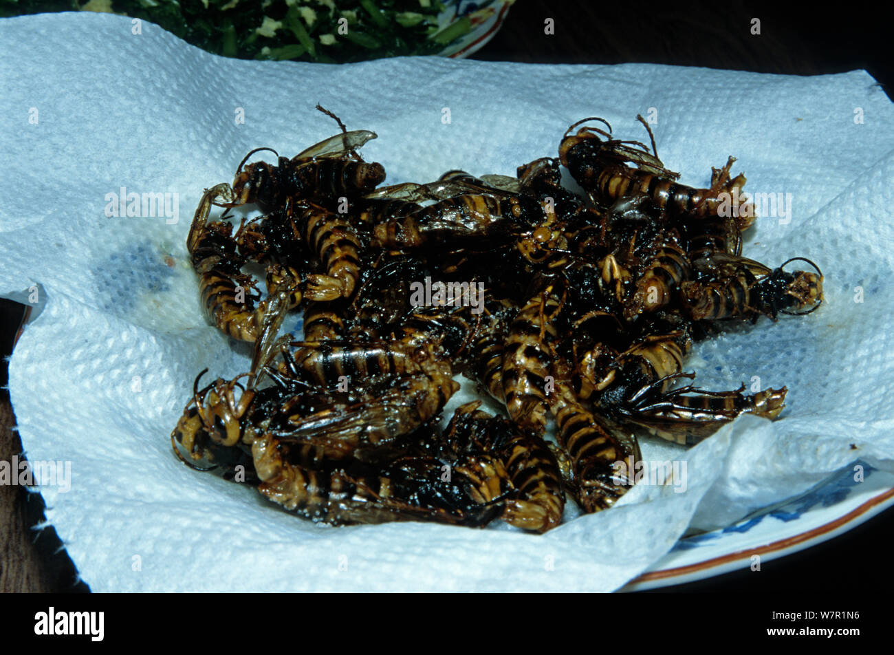 Japanese giant hornet (Vespa mandarinia) deep fried to be eaten, Ina Nagano Province, Japan, March 2006 Stock Photo