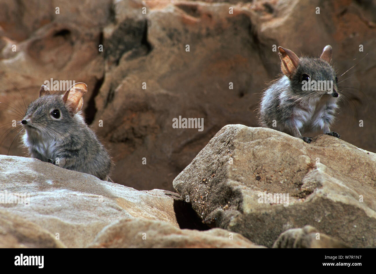 Rufous elephant shrew (Elephantulus rufescens) Botswana Stock Photo Alamy