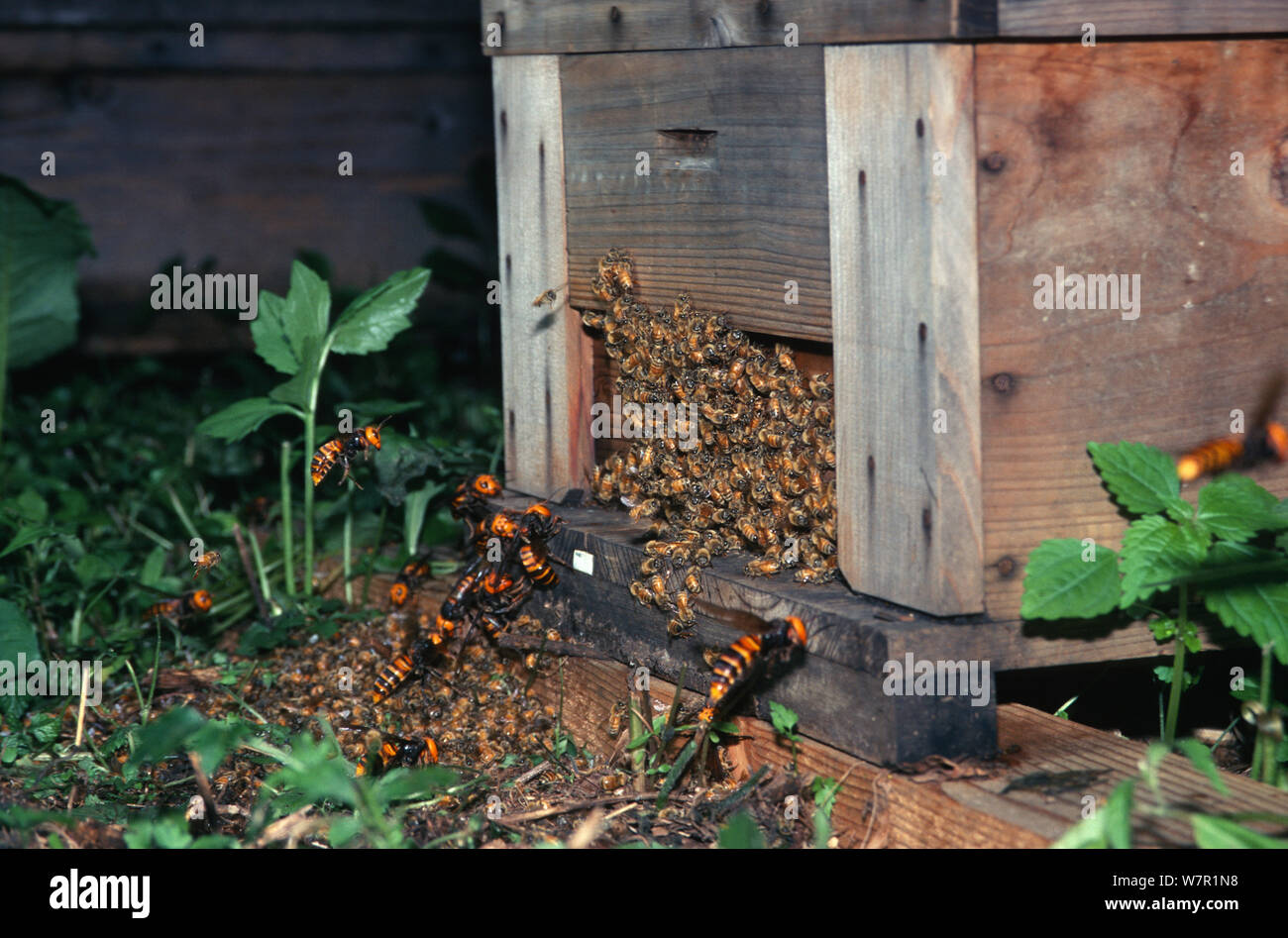 Japanese giant hornets (Vespa mandarinia) attacking honey bees, Ina Nagano Province, Japan, March Stock Photo