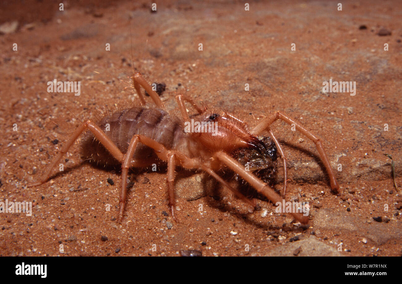 Sun Spider (Solifugid solpugilae) Tuli Block, Botswana Stock Photo