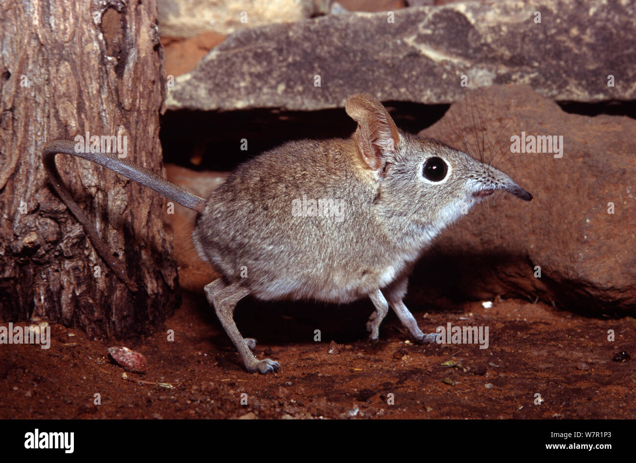 Rufous Elephant Shrew Elephantulus Rufescens Tuli Block