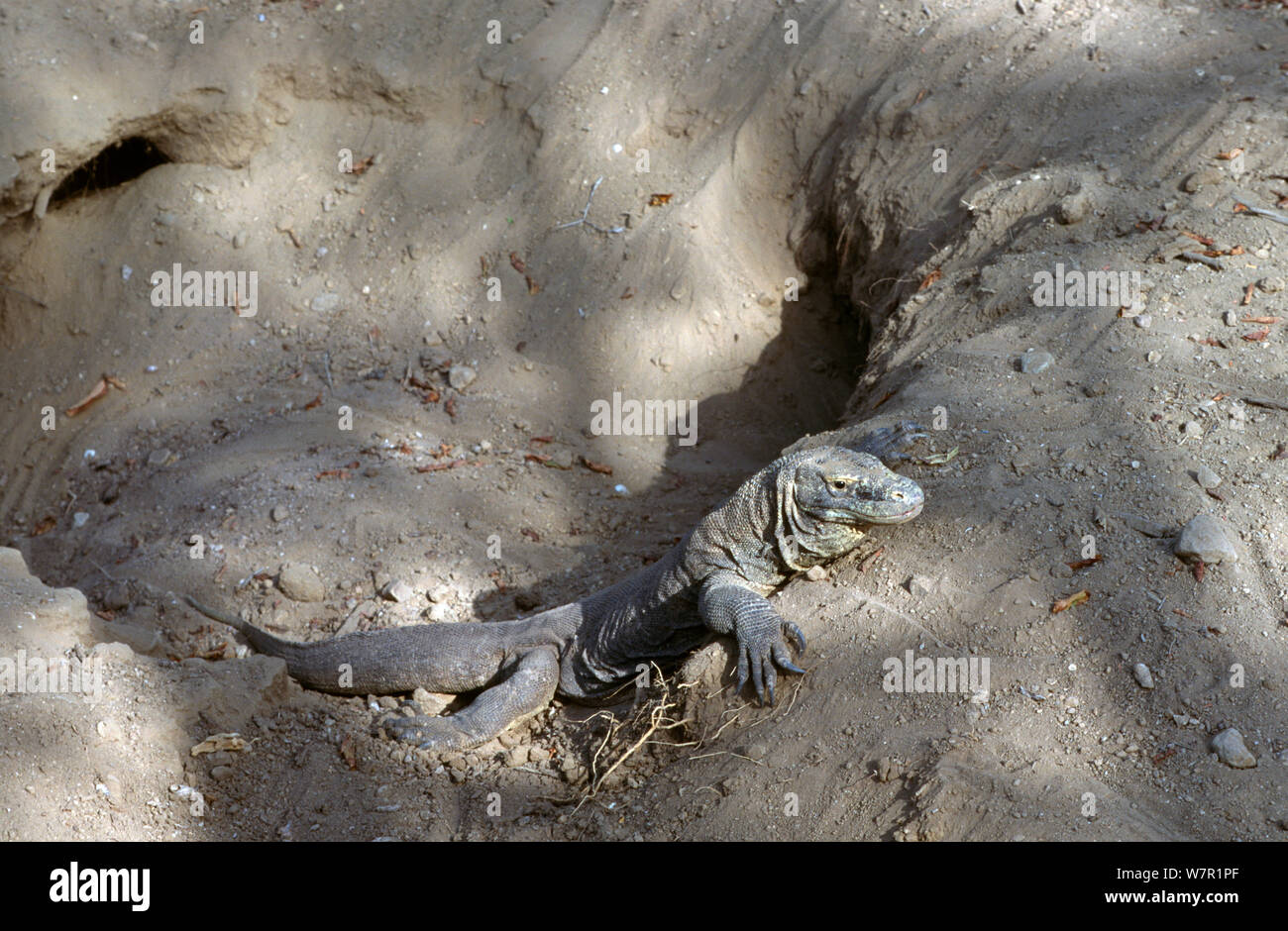 Monitor lizard nest hires stock photography and images Alamy