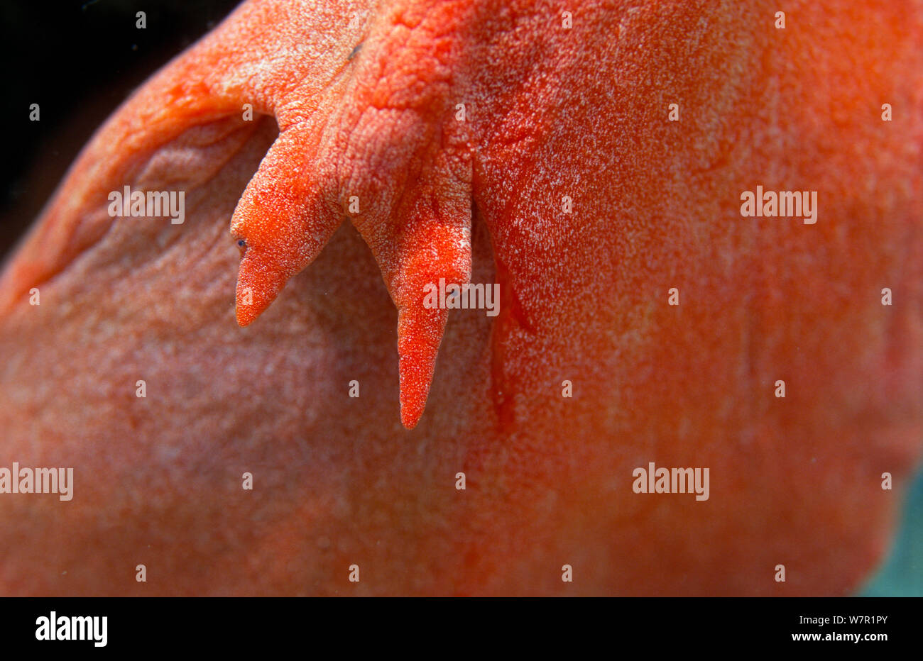 Horse conch (Pleuroploca hunteria) close-up of eye stalks. Florida USA Stock Photo