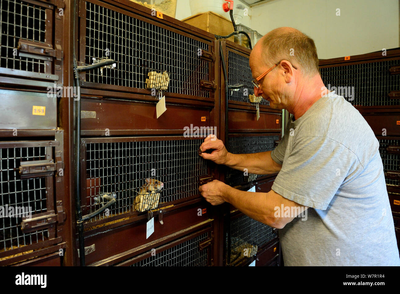 Jean Paul Burget, President of the French association 'Sauvegarde Faune Sauvage d'Alsace' (Wildlife Conservation of Alsace) in his breeding center for common hamster (Cricetus cricetus), Elsenheim, Alsace, France, April 2013 Stock Photo
