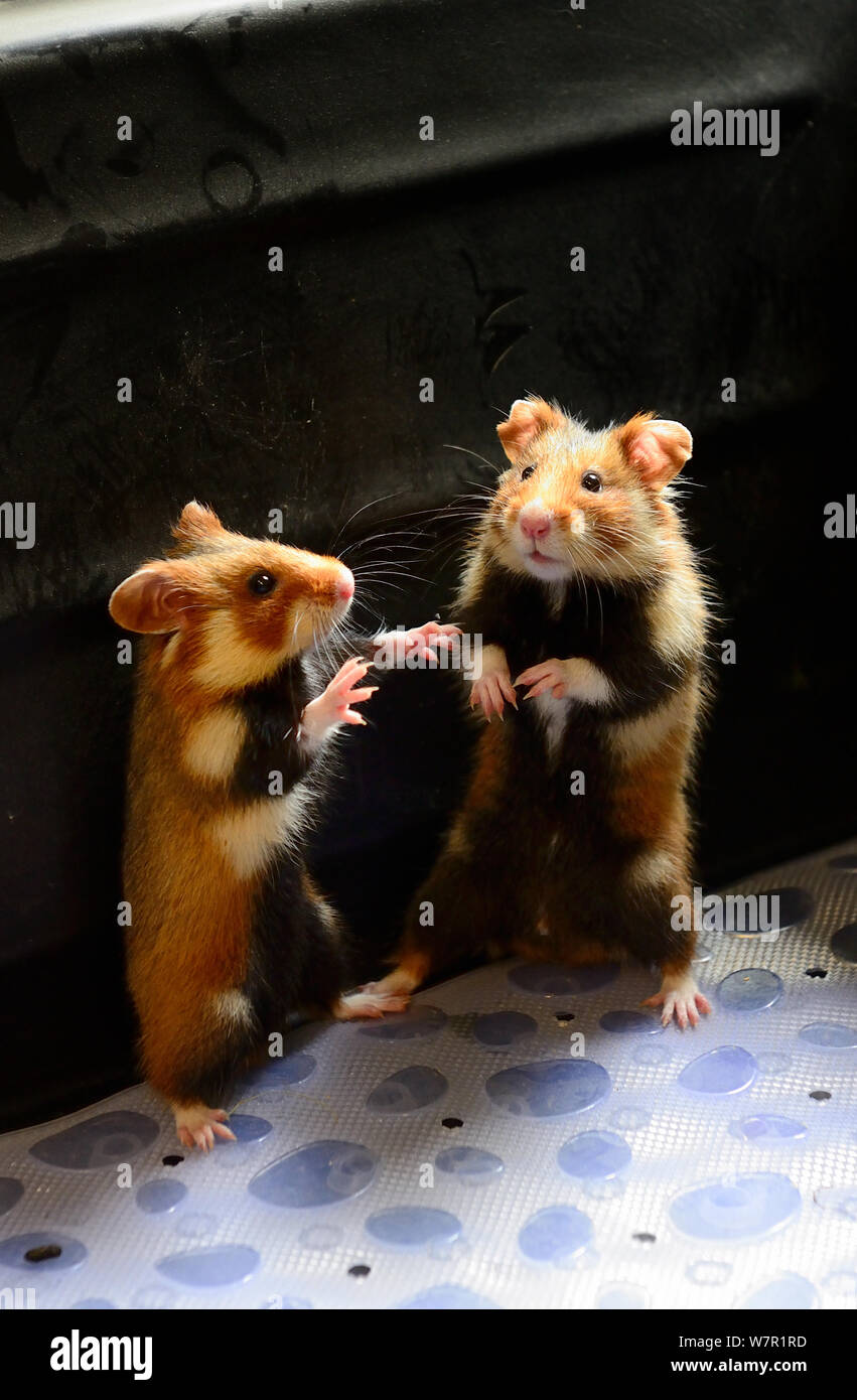 Hamster breeding best sale