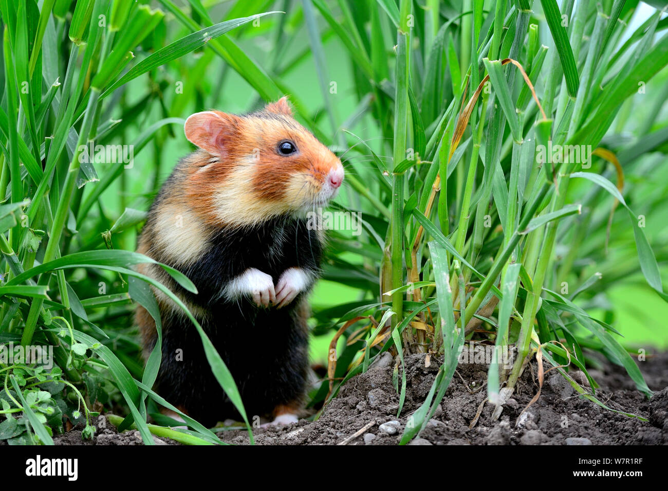 Common hamster (Cricetus cricetus) standing, Alsace, France, captive Stock Photo