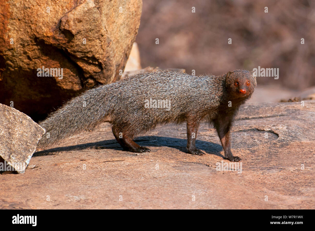 India mongoose hires stock photography and images Alamy