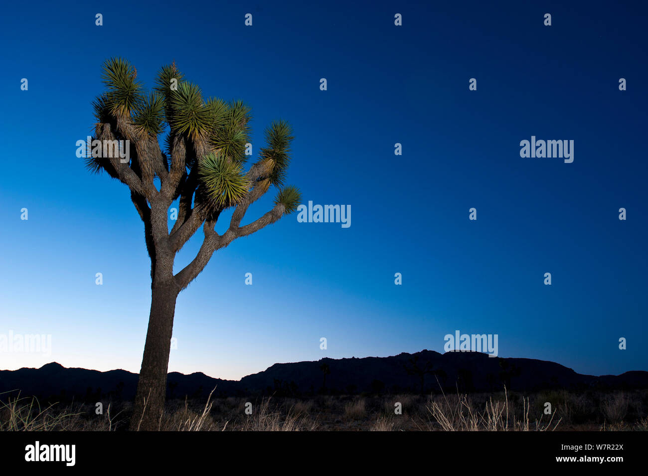 Joshua tree (Yucca brevifolia) at night, Joshua Tree National Park, California, USA, June 2012. Stock Photo