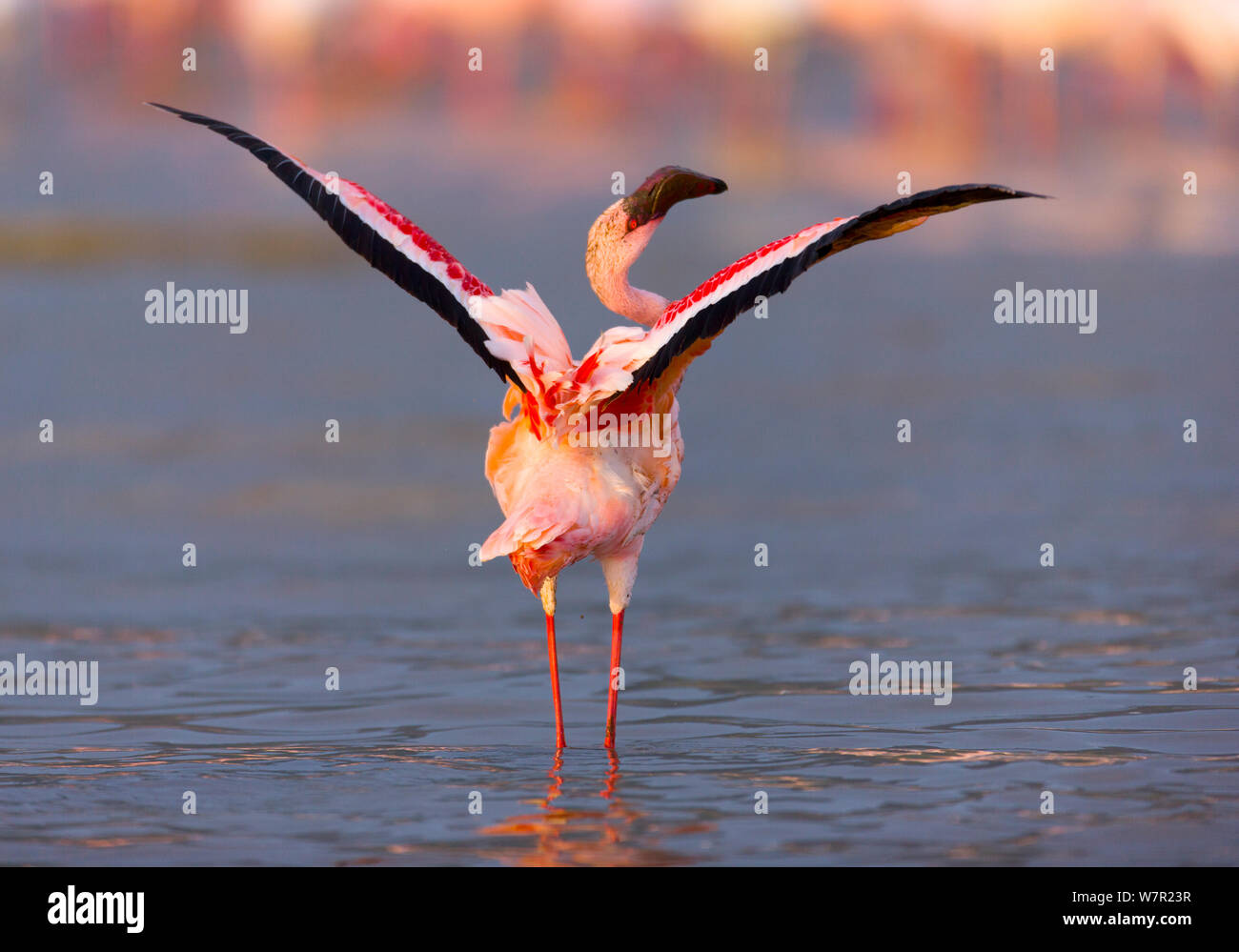 Lesser flamingos (Phoeniconaias minor) with wings spread, Lake Bogoria ...