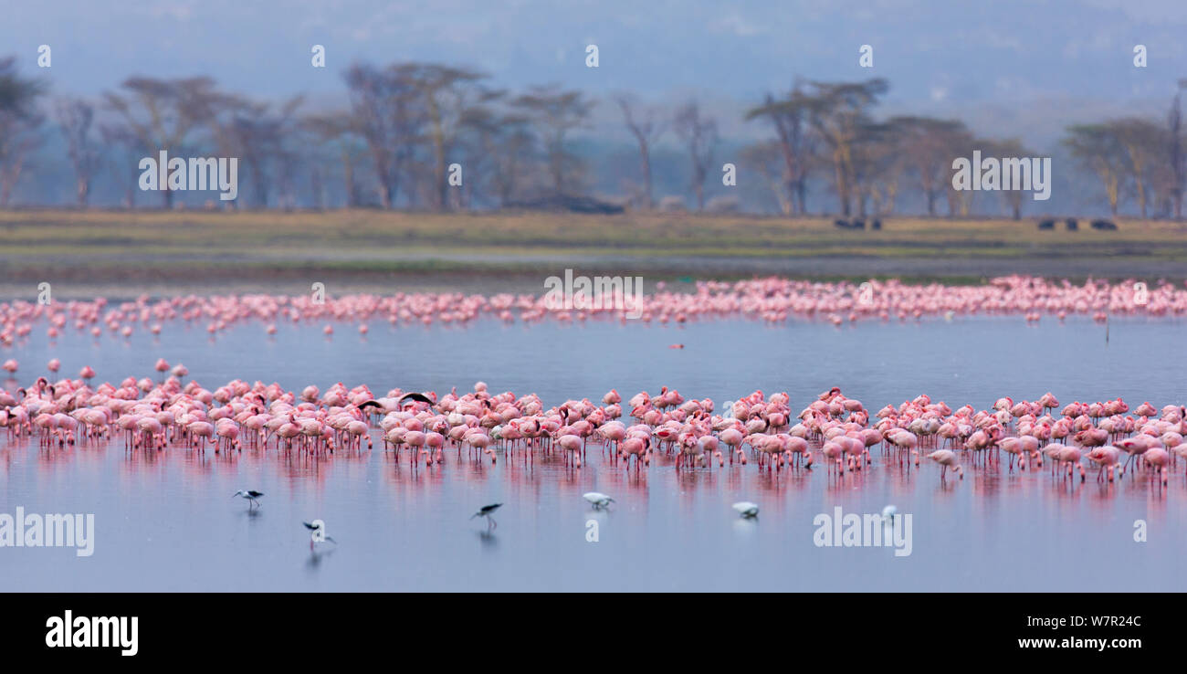 Lesser flamingo (Phoeiconaias minor) flock feeding, Lake Nakuru, Rift valley, Kenya, Africa Stock Photo