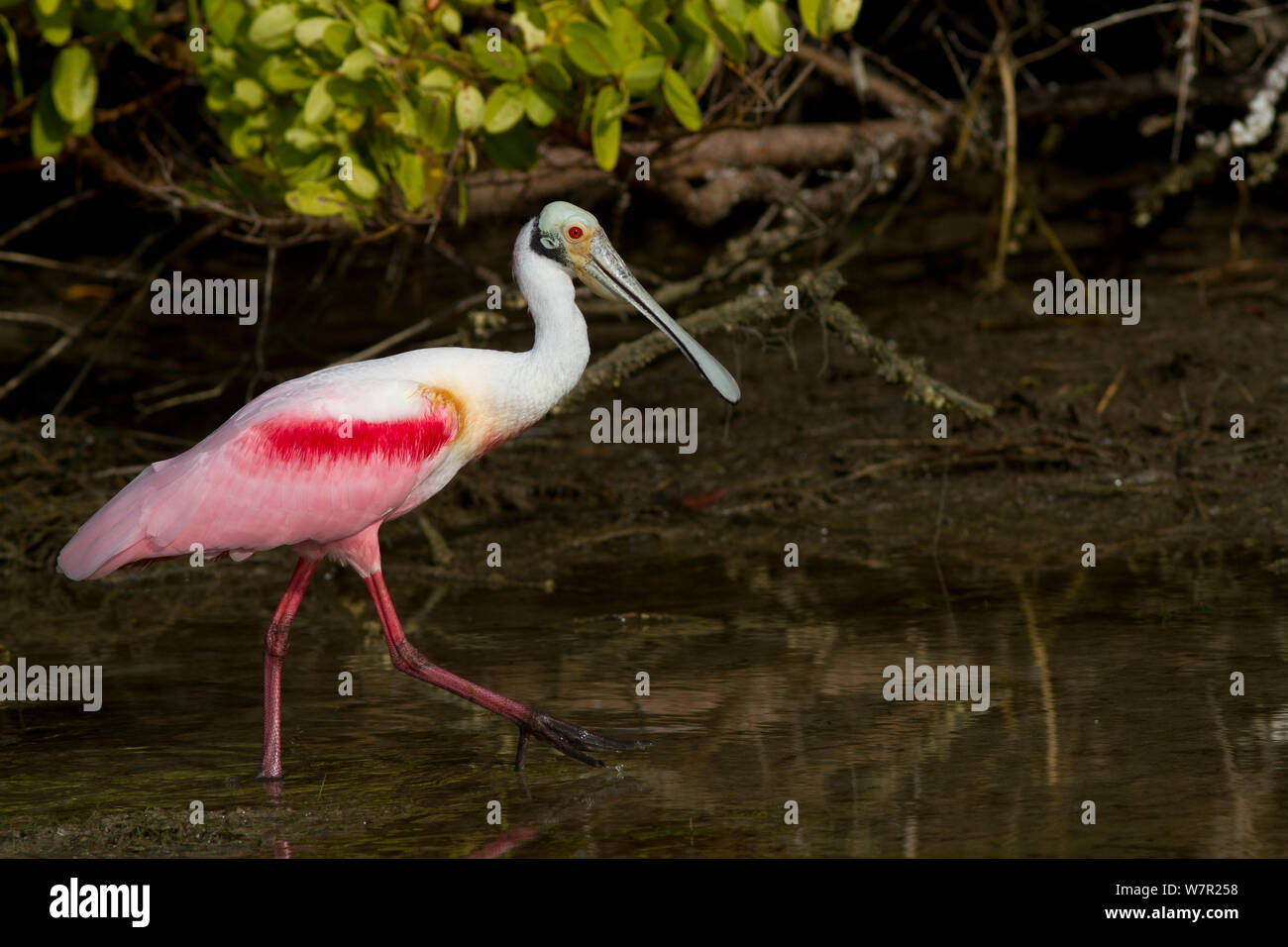 Roseate spoonbill (Platalea ajaja) adult in breeding plumage hunting in marine vegetation at low tide, at edge of Red mangroves (Rhizophora mangle), Pinellas County, Florida, USA, January, non-ex Stock Photo