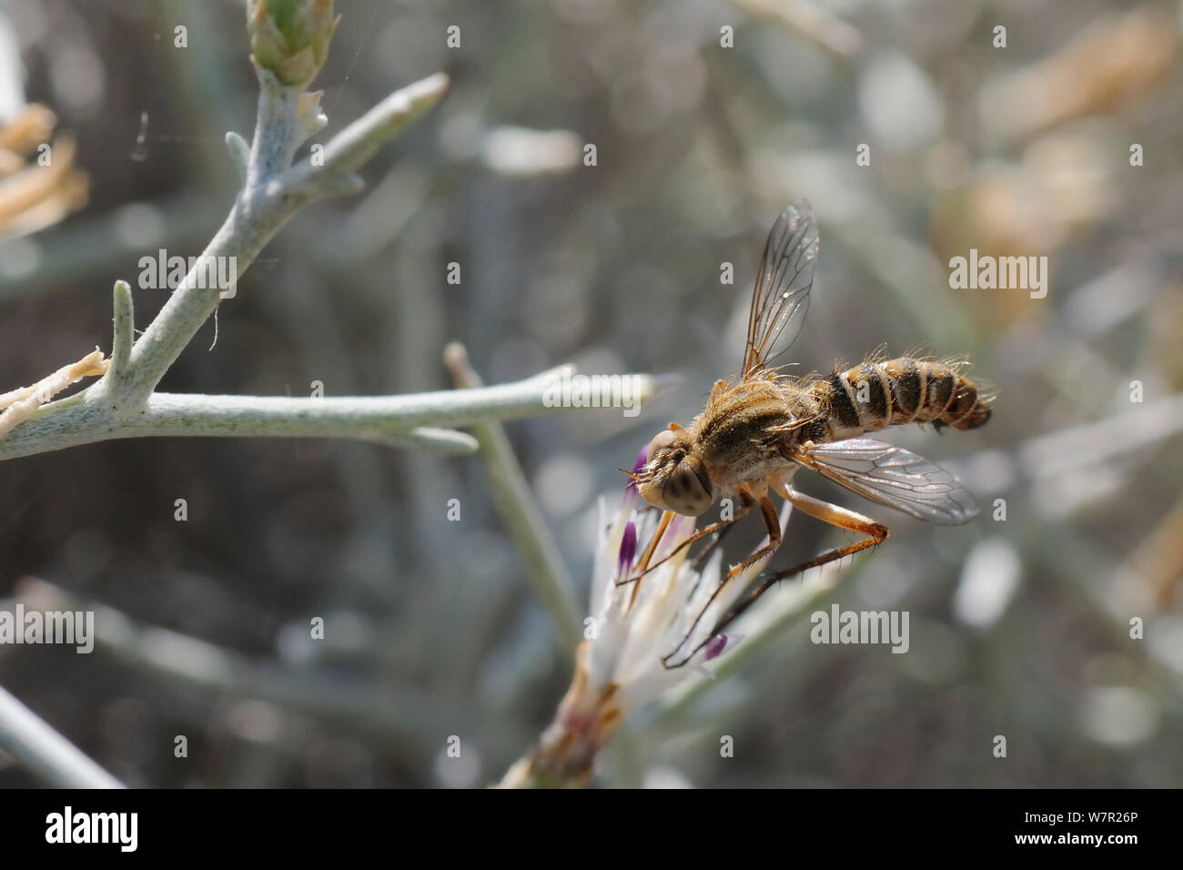 Bee Fly (Amictus pulchellus) feeding from flowers. Karlovasi, Samos, Greece, July. Stock Photo