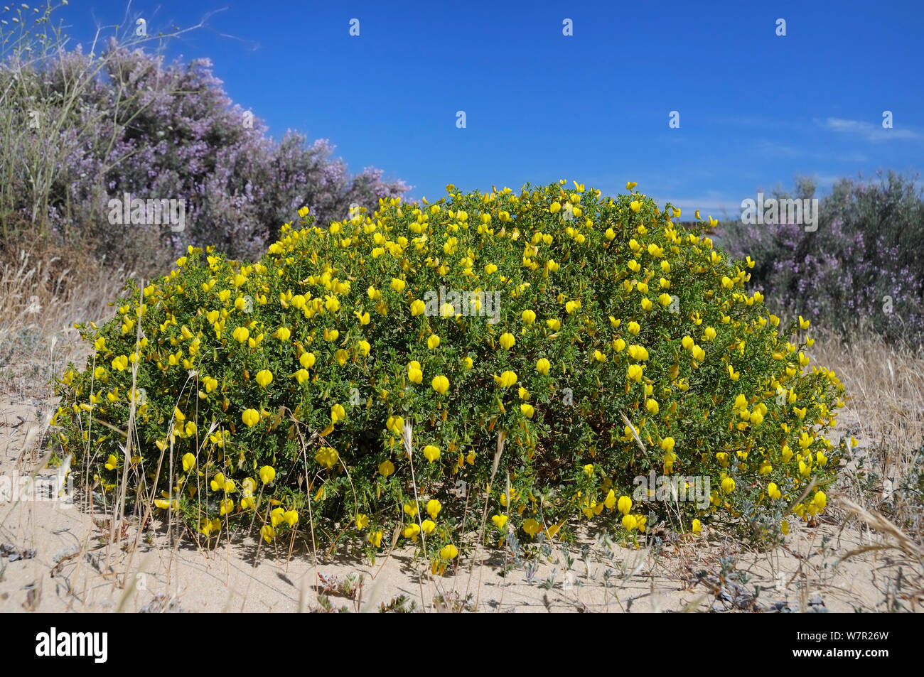 Bushy / Yellow restharrow (Ononis ramosissima / natrix ramosissima) flowering in a large clump among sand dunes with Grand statice (Limoniastrum monopetalum) bushes in the background. Alvor, Algarve, Portugal. Stock Photo