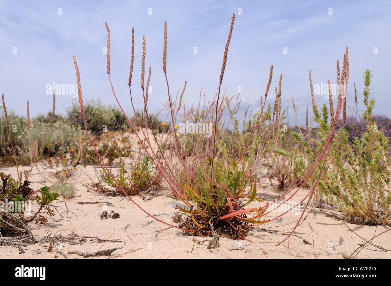 Buck's-horn Plantain (Plantago coronopus) clump flowering in sand dunes on Culatra island. Parque Natural da Ria Formosa, Olhao, Algarve, Portugal, June. Stock Photo