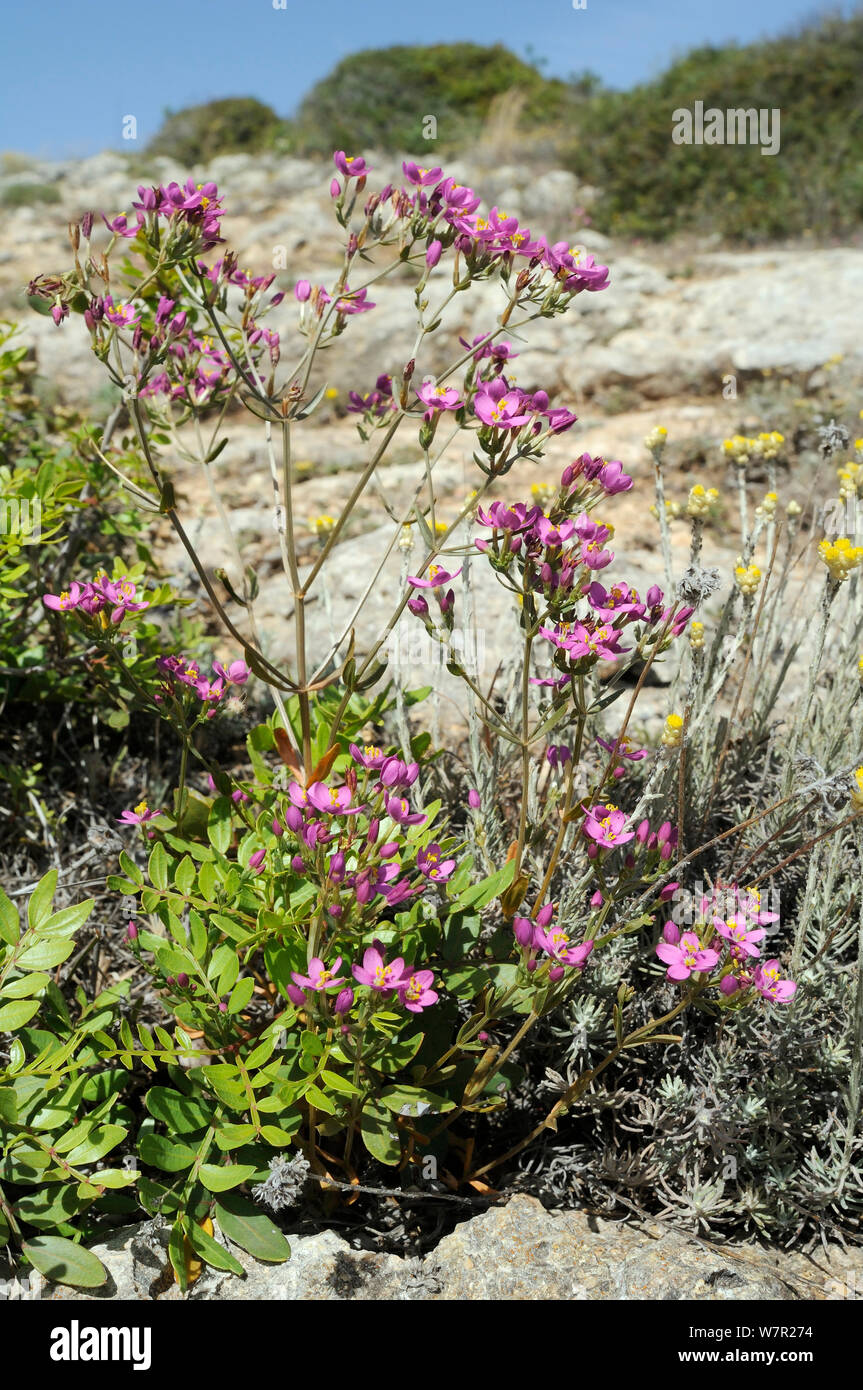 Common Centaury (Centaurium erythraea) in flower. Algar seco, Algarve, Portugal, June. Stock Photo