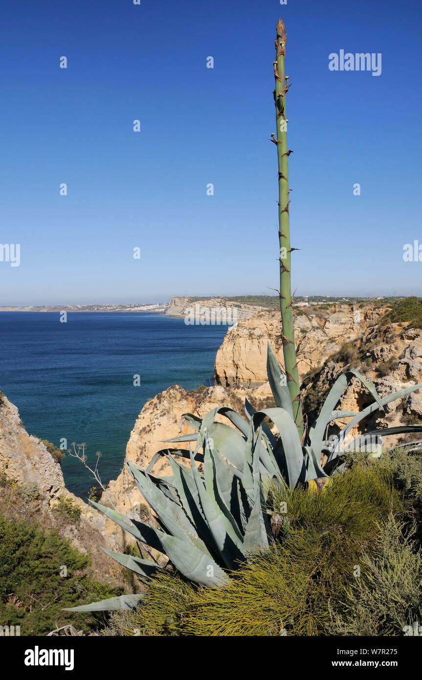 Century plant (Agave americana) growing on cliff edge with flowering spike in bud, Ponta da Piedade, Lagos, Algarve, Portugal, June. Stock Photo