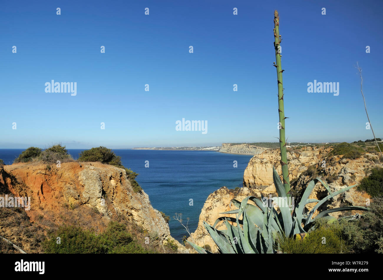 Century Plant (Agave americana) growing on cliff edge with flowering spike in bud. Ponta da Piedade, Lagos, Algarve, Portugal, June. Stock Photo