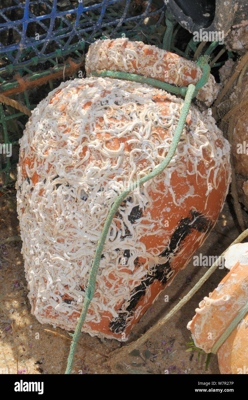 Traditional ceramic Octopus pot encrusted with serpulid worm tubes and barnacles. Culatra island, Parque Natural da Ria Formosa, near Olhao, Algarve, Portugal, June. Stock Photo