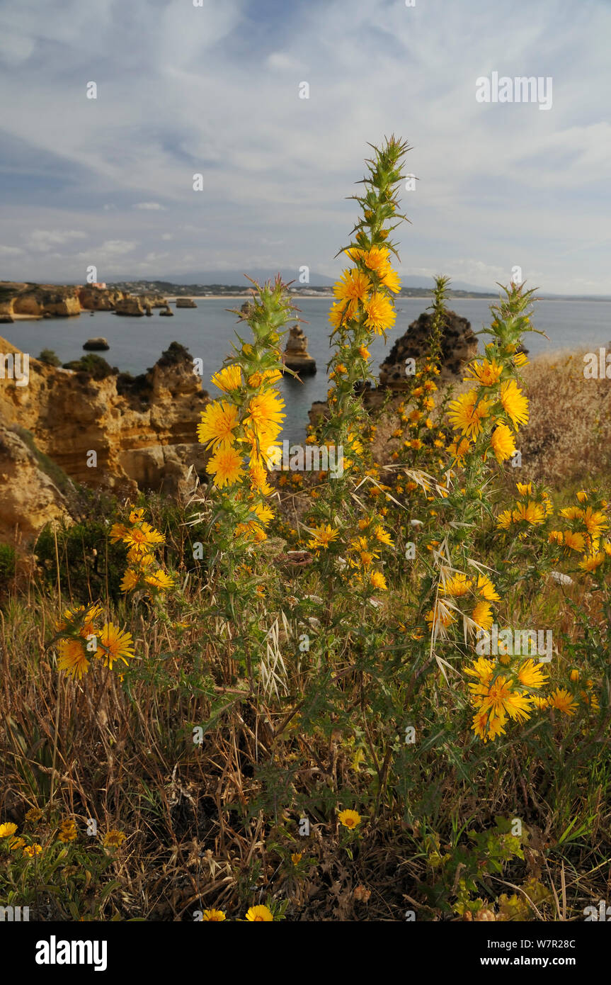 Landscapes plants hi-res stock photography and images - Page 2 - Alamy