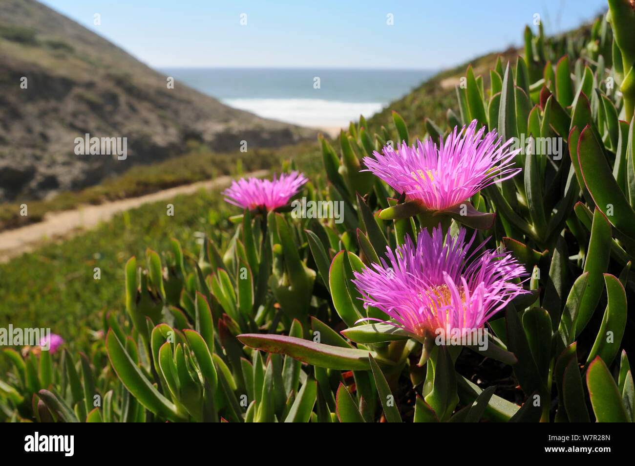 Ice Plant / Hottentot Fig (Carpobrotus edulis), pink variety, an invasive South African species. Praia do Martinhal dunes, Sagres, Portugal, June. Stock Photo