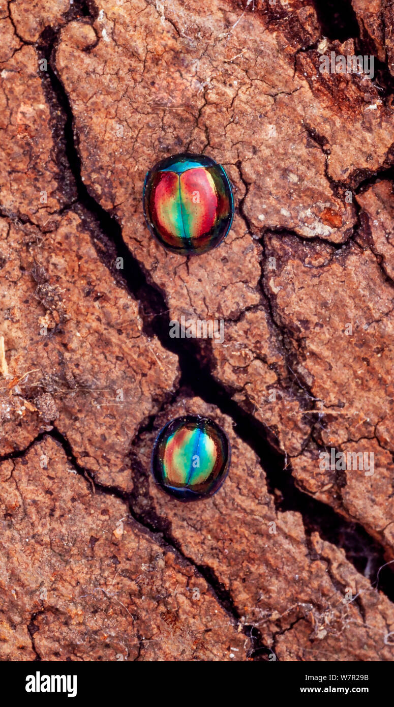 Jewel beetles, Lamprosema sp. Sarawak, Malaysia Stock Photo