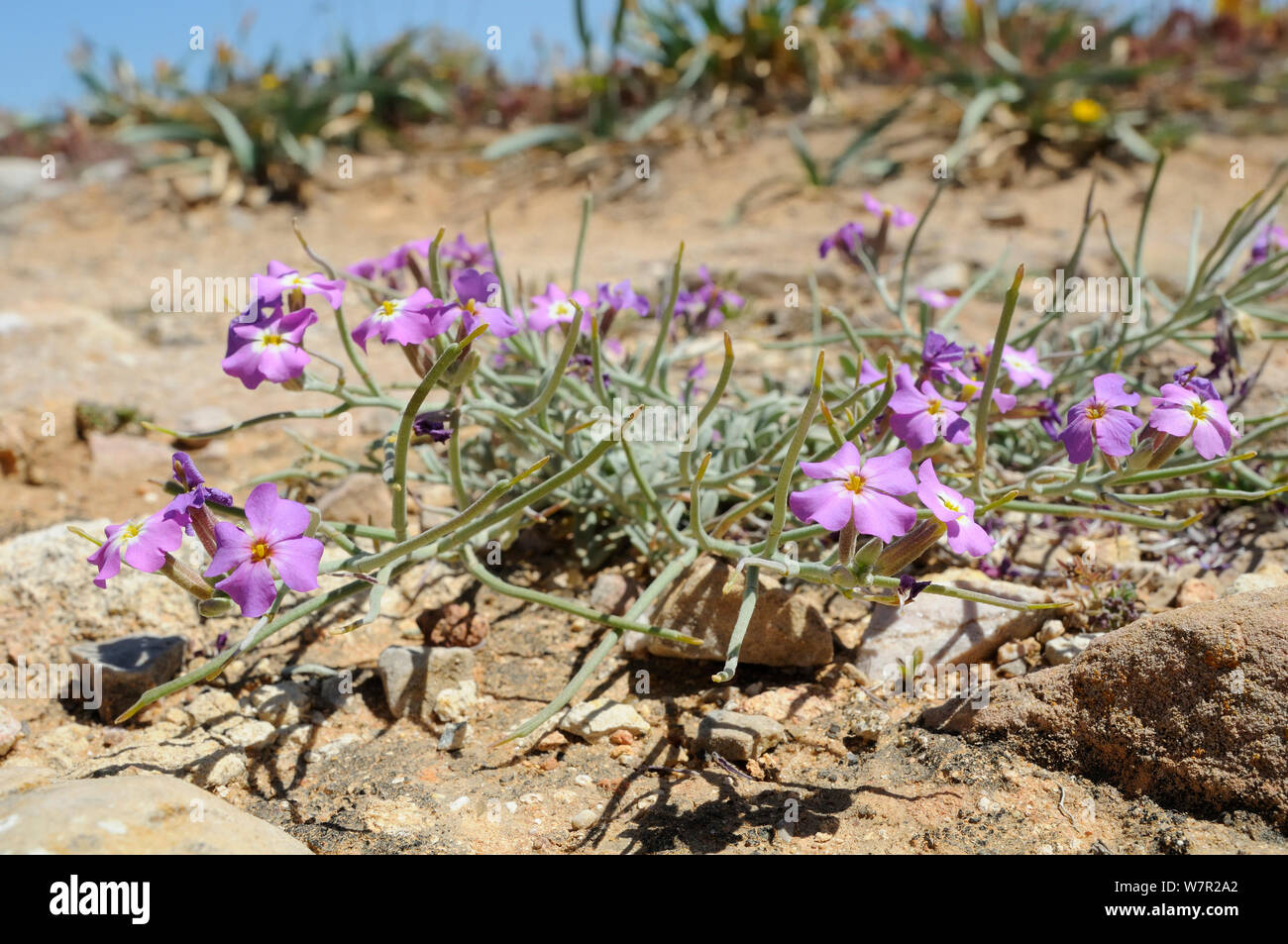 Sand Stock / Silver Sea Stock (Malcolmia littorea) in flower. Ponta de Sagres, Algarve, Portugal, June. Stock Photo