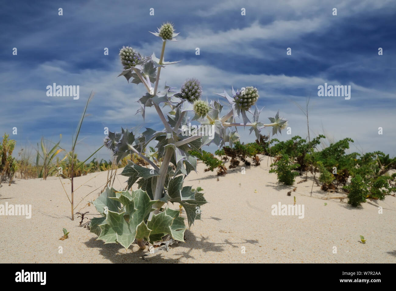 Sea Holly (Eryngium maritimum) flowering in sand dunes. Culatra Island, Ria Formosa, near Olhao, Portugal, June. Stock Photo