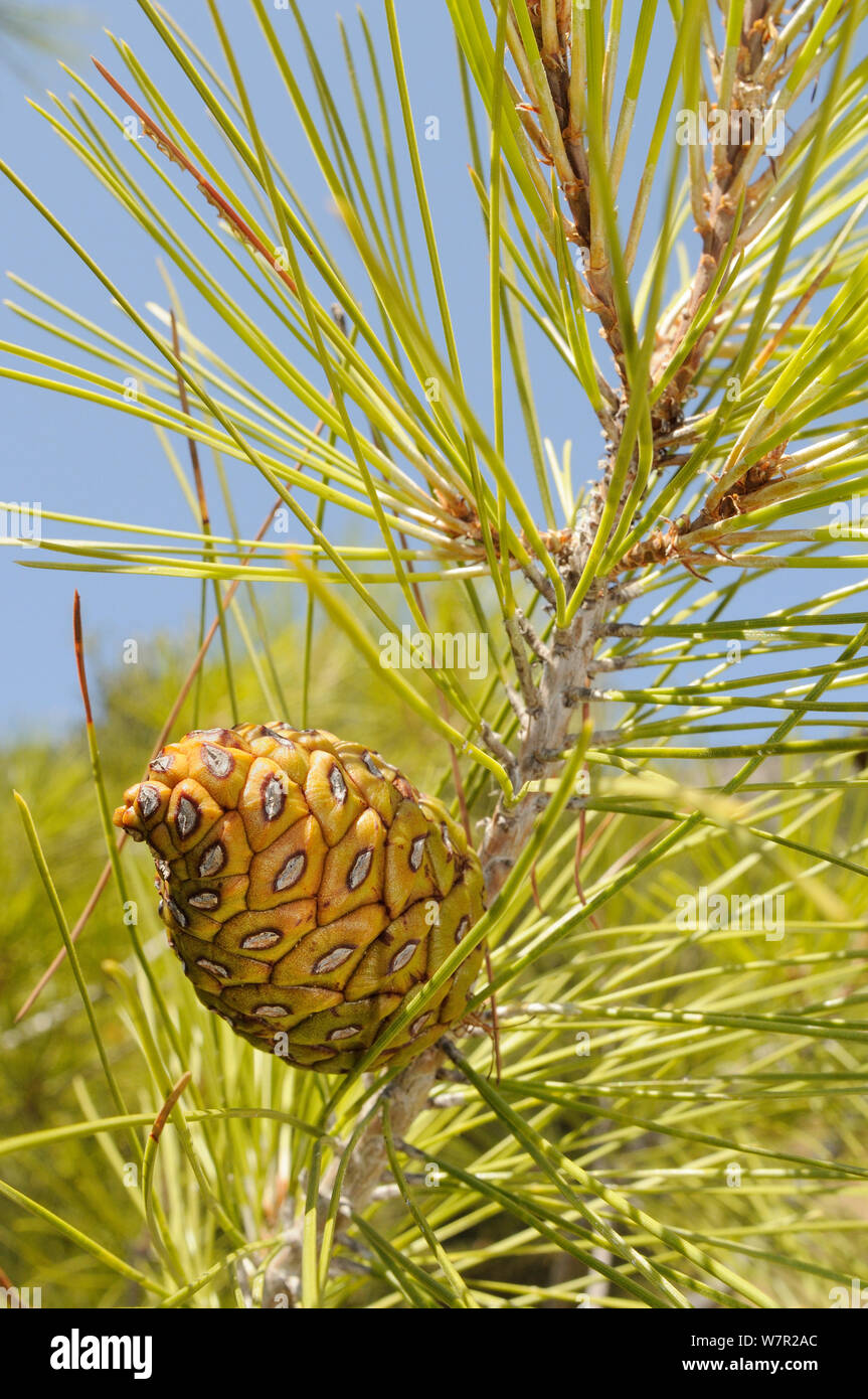Developing cone of Turkish pine (Pinus brutia). Isle of Samos, Eastern Sporades, Greece, July. Stock Photo