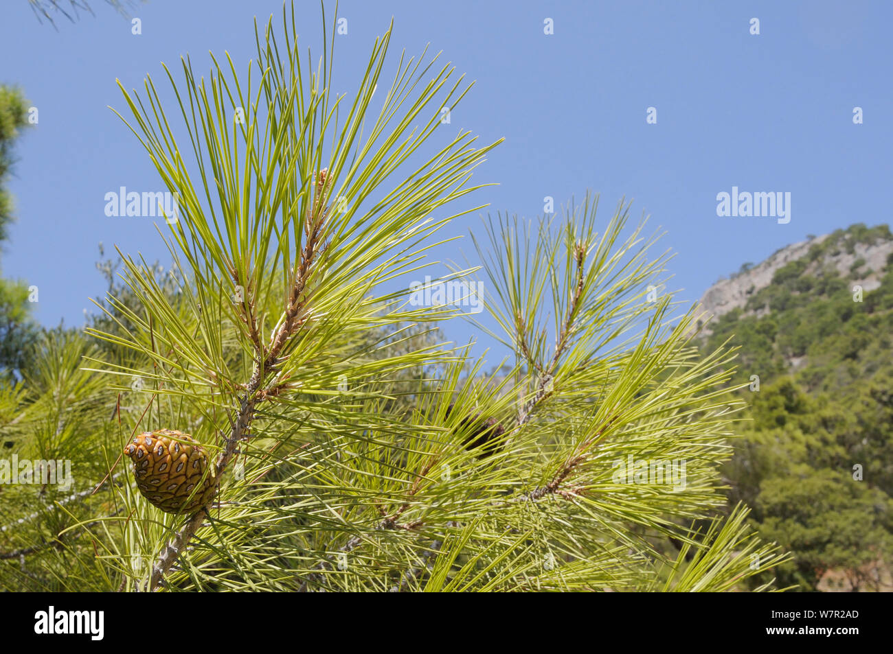 Developing cones of Turkish pine (Pinus brutia). Isle of Samos, Eastern Sporades, Greece, July. Stock Photo