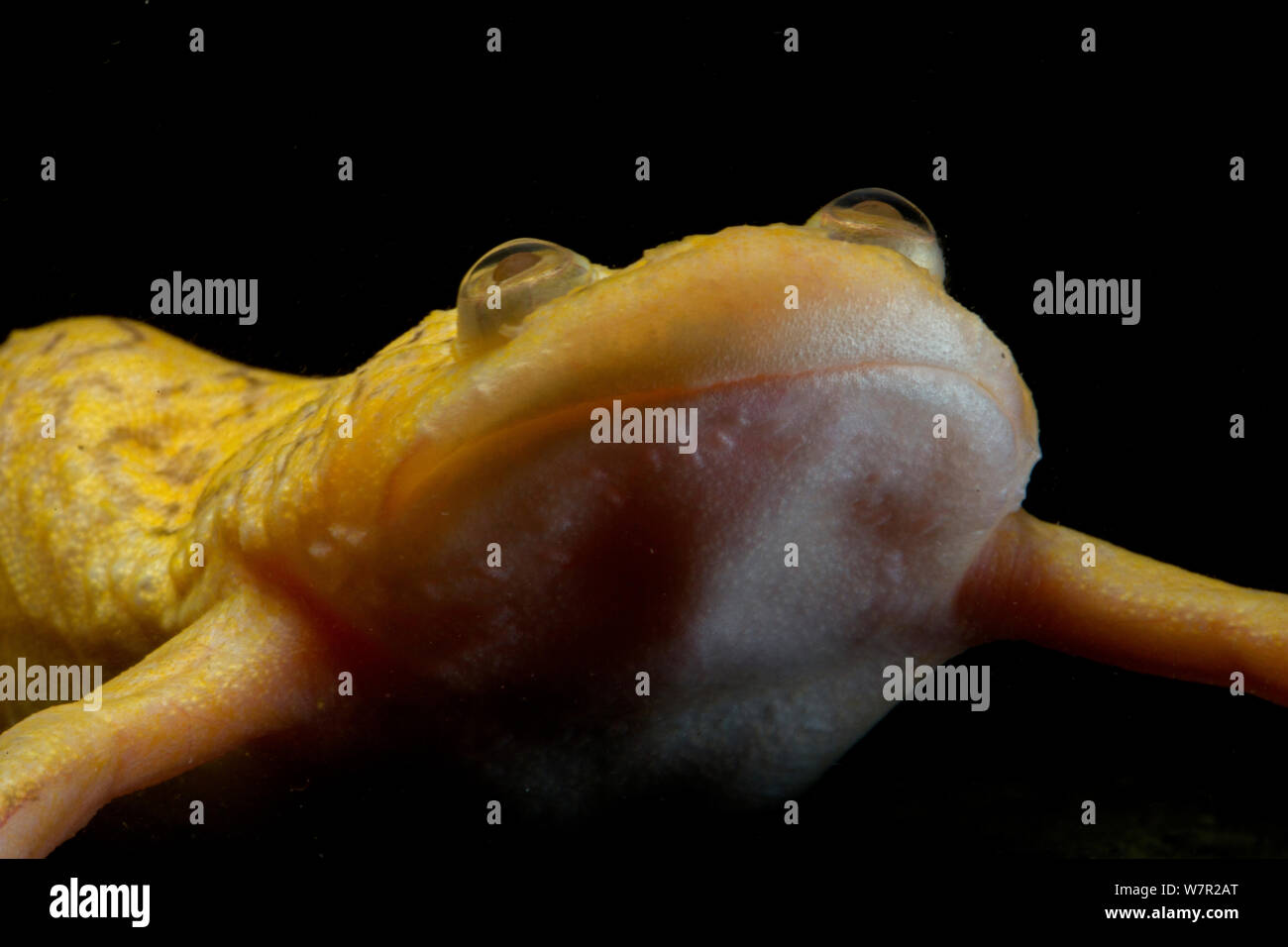 African Clawed Frog (Xenopus laevis), captive. Native to Southern Africa, Xenopus is now a scientific model organism, used extensively in research. Stock Photo