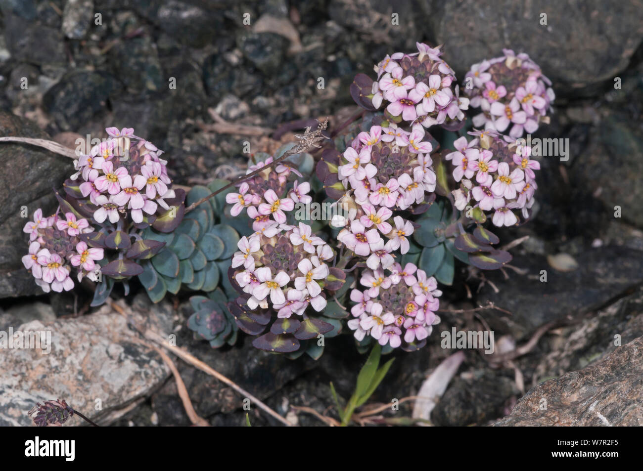 Burnt Candytuft (Aethionema saxatile ssp. creticum) flowering on rocky slope in the mountain zones, Crete, April Stock Photo
