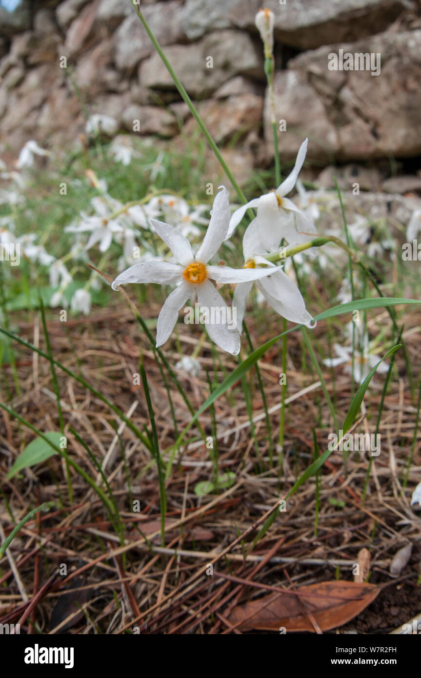 Late narcissus (Narcissus serotinus) in flower, Italy, September Stock Photo